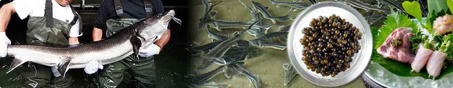 日本チョウザメ振興会のチョウザメ養殖について